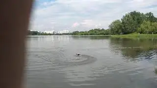 GRAUPNER MAXI SPEED 1 тест