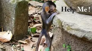Help Me, cute baby monkey Daniela