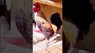 The Longest Singer
