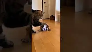 Acting tough until dad walks in 😂#funnyanimals #shorts #funnyshorts #petshorts #cat #dog