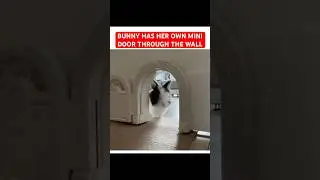 Bunny rabbit house setup 😍