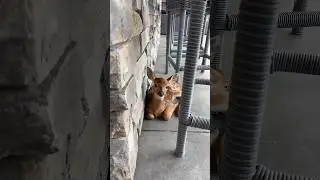 A BABY DEER came to my HOUSE?! 🥺🦌 #cute #deer #baby #omg #animals #trend #nature #love #happy