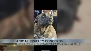 Animal cruelty concerns raise in Cochise County