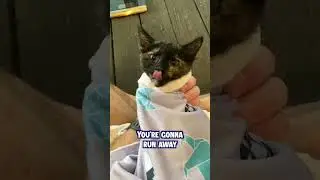 Почему урчит двигатель моей машины?!