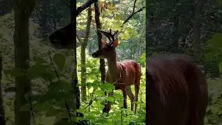 Deer spirit #deermedicine #deerspirit