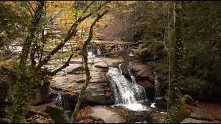Enchanting Forest Waterfall | Ultimate Relaxation