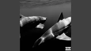 Flippers