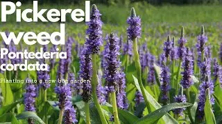 Planting Pickerelweed Pontederia Cordata, into a small bog garden.