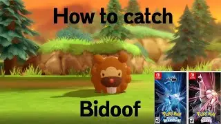 How to Catch Bidoof in Pokemon Brilliant Diamond and Shining Pearl