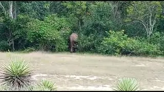 The beauty of Yala forest