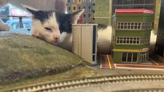Please help us with your donation. Super Chats save cats' lives.