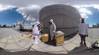 Beekeeping Above the Skyline | Rooftop Hives of New York City 🐝