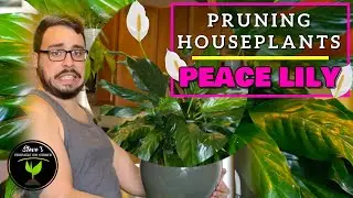 How To PRUNE Peace Lily Plant (Spathiphyllum) - Pruning Big Houseplants