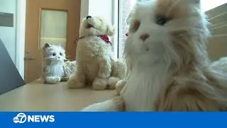 Robotic pets at SF General Hospital bring comfort to the elderly