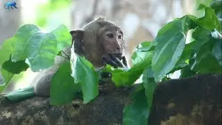 What happens to Sweetpea? Poor little monkey really hurt with his leg
