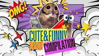 Bibib Family the Owl Most Cute & Funny Compilation!