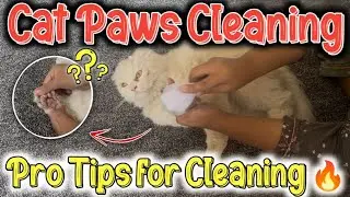 How to Clean Cat Paws at home😱how to clean cats paws after litter box | Persian Cat Grooming at home