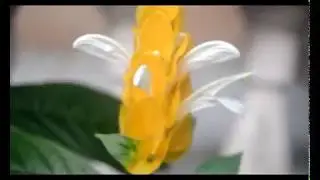 what is the golden shrimp plant?