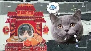 ultra-baby-schema white Persian cat with MAXIMUM cloud-like fur volume and ALL four paws