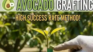 How to Graft Avocado Trees: A Step-by-Step Guide for Beginners #avocadocutting #nurseryrhymes 