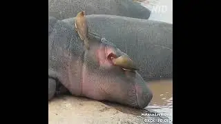 Hippo Spa Day / День СПА Бегемота