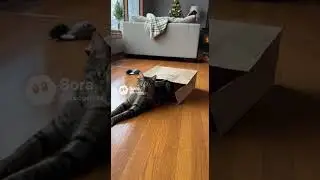 Cat Slides Across the Floor While Inside a Paper Bag #shorts