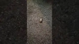 Polyphylla fullo (maggiolino dei pini). Il pi&ugrave; grande melolontino europeo