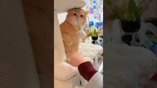 Funny Cat #gameanakanak #permainanbolakecil #anak #gamelucu