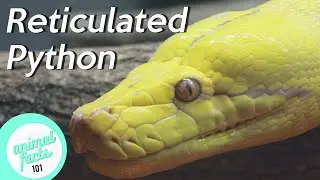 Reticulated Python &bull; All You Need To Know About This Reptile