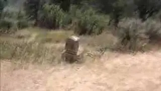 Search for Doc Holliday