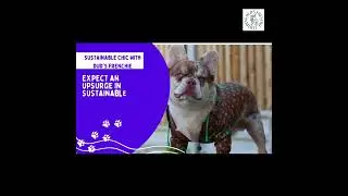 Paws and Passion: Unveiling the Future Trends in Pet Fashion with Dud's Frenchie Clothing