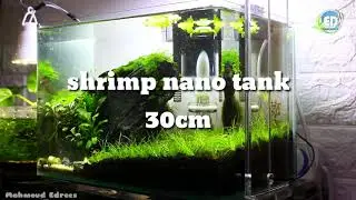 shrimp tank 30cm full HD video