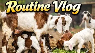 My Goat Farm Daily Routine | From Morning to Evening 