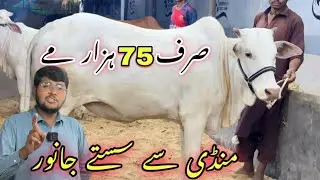 Soldier Bazar Ka Shoqeen Ne Lower Range Qurbani 2025 Ki Sale Laga Di 😍 || Cow Mandi 2025