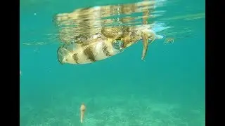 Moreton Bay Squiding