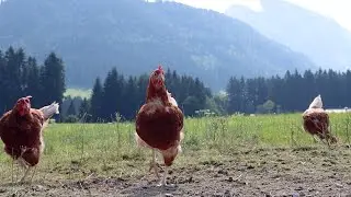 Genusstagebuch #37 - mit Peter Schwarzenbacher - Landgasthof Ortner, Eben im Pongau