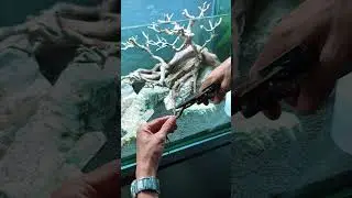 Jak założyć akwarium z drzewkiem bonsai #akwarium #aquascape #aquascapegallery #akwarium #biotop