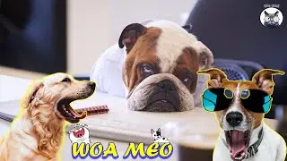 Moments of entertainment with stupid Dogs, fun with Dogs 🐶 - Woa mew #woa mew