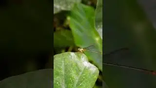 Damsel fly #shorts #damselfly