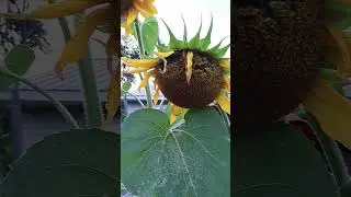 Look at them Babies. 😍 #helpingothers #gardenerscommunity #funnyshorts #cute #sunflower #sunflowers