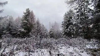 Evening In A Snowy Forest. pt.3. November 2025