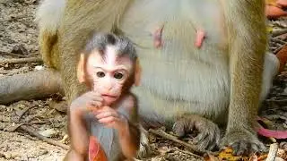 Cute Baby Monkey & Mommy Bonding Time ❤️🐵 5