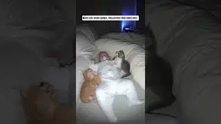 When cats sense danger, they protect their loved ones. #cat #baby #horror #shorts #catvideos