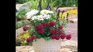 Annual/Perennial Color Garden