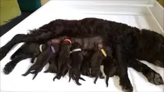 Secret pups 2017 episode 1