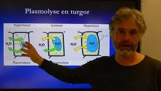 Biologie HV BB Stevigheid door osmose
