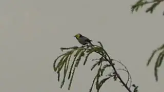 Hermit Warbler