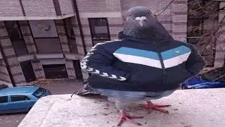 TOP 5 PIGEON