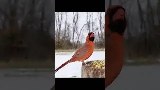Northern Cardinal in snow
