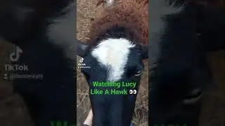 Very Pregnant Sheep 🐑 #shorts